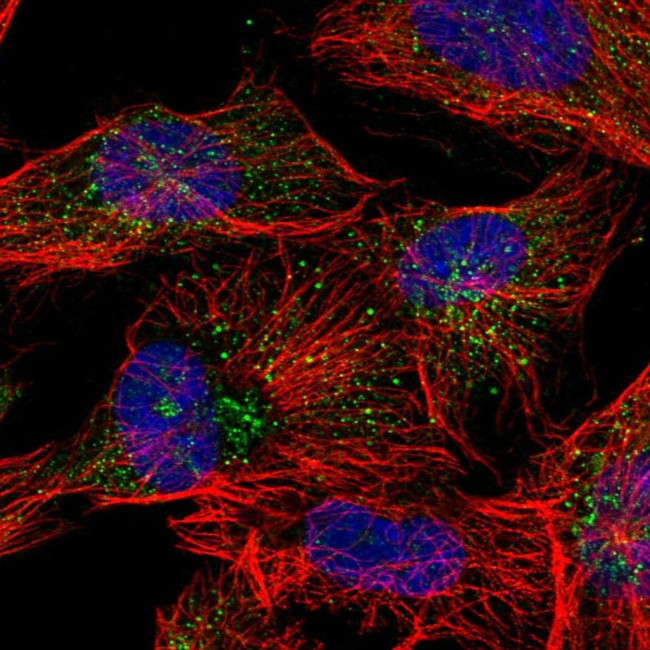 ANKRD26 Antibody in Immunocytochemistry (ICC/IF)