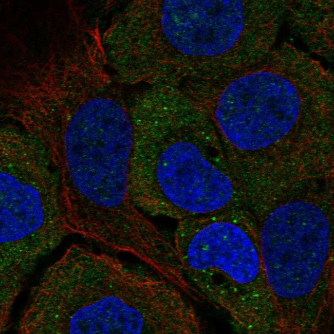 STARD5 Antibody in Immunocytochemistry (ICC/IF)