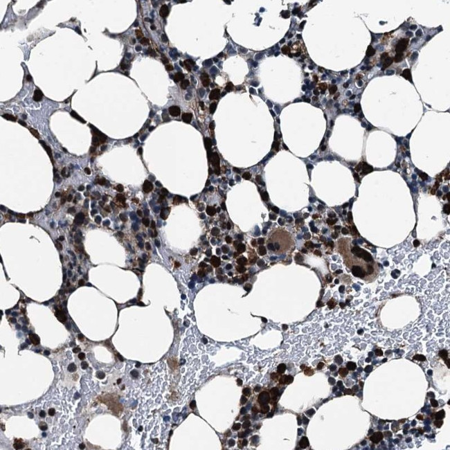 GRASP Antibody in Immunohistochemistry (Paraffin) (IHC (P))