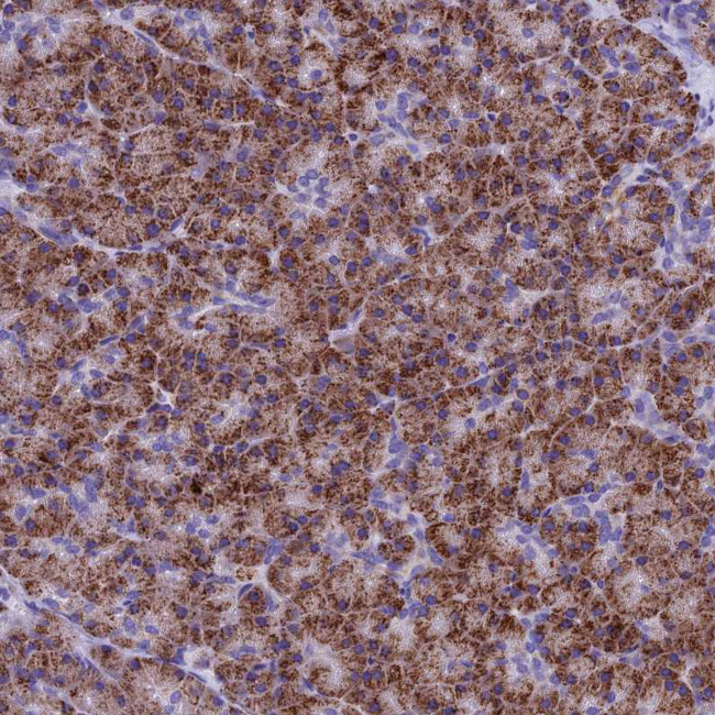 SLC8B1 Antibody in Immunohistochemistry (IHC)