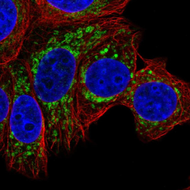 EEF1G Antibody in Immunocytochemistry (ICC/IF)