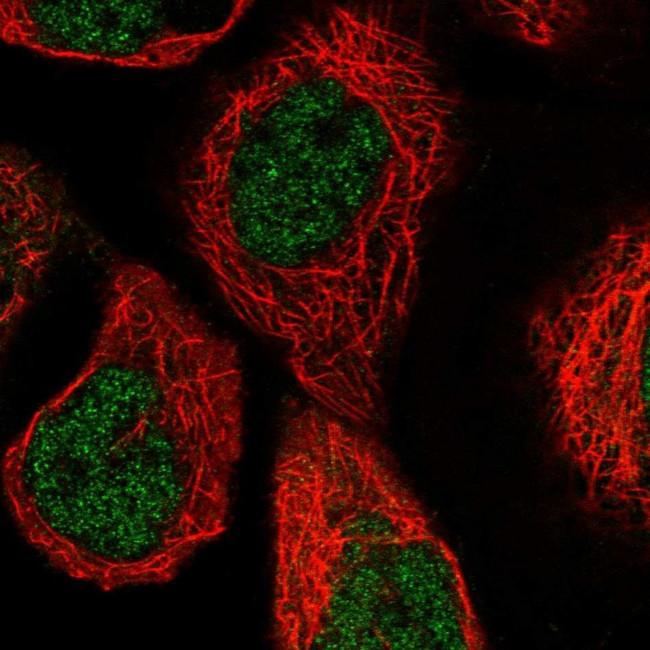 PGLS Antibody in Immunocytochemistry (ICC/IF)