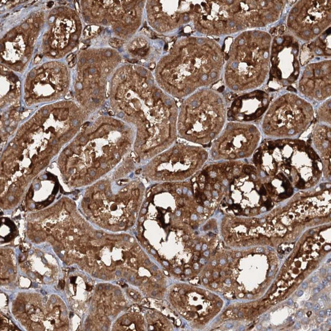 CCDC81 Antibody in Immunohistochemistry (Paraffin) (IHC (P))