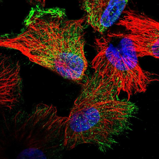 Filensin Antibody in Immunocytochemistry (ICC/IF)