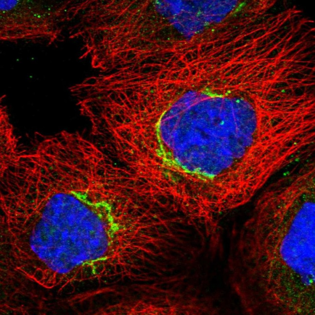 COG7 Antibody in Immunocytochemistry (ICC/IF)