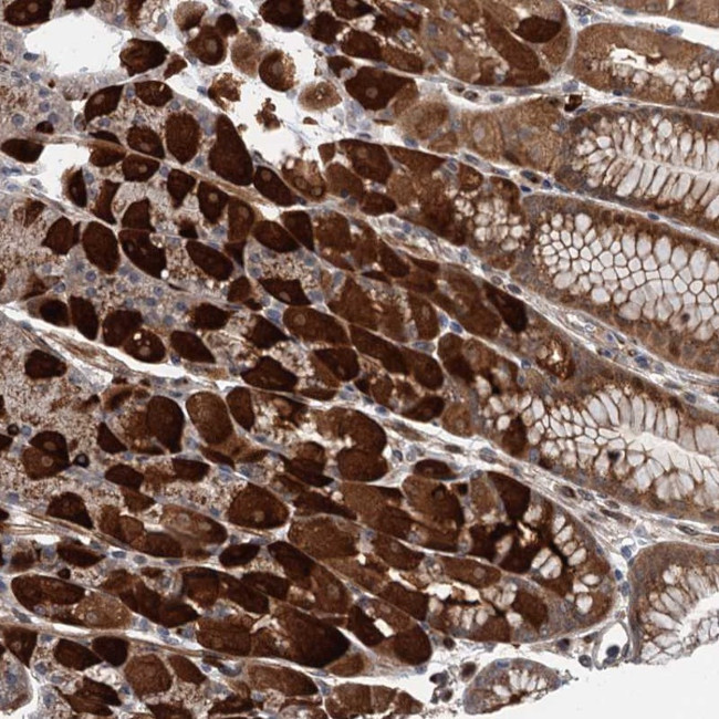 WDR34 Antibody in Immunohistochemistry (Paraffin) (IHC (P))
