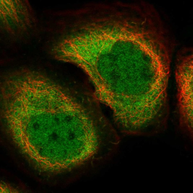 RNH1 Antibody in Immunocytochemistry (ICC/IF)