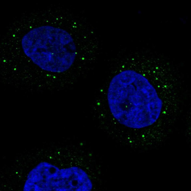 TRAF3IP3 Antibody in Immunocytochemistry (ICC/IF)