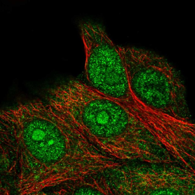 FAM98C Antibody in Immunocytochemistry (ICC/IF)