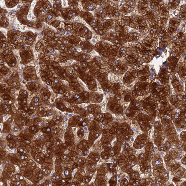 SPIRE1 Antibody in Immunohistochemistry (Paraffin) (IHC (P))