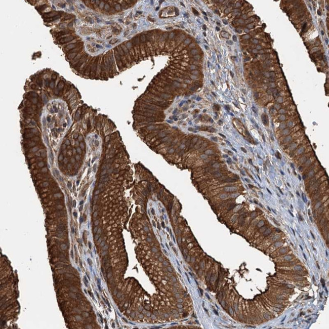 Apolipoprotein L5 Antibody in Immunohistochemistry (Paraffin) (IHC (P))