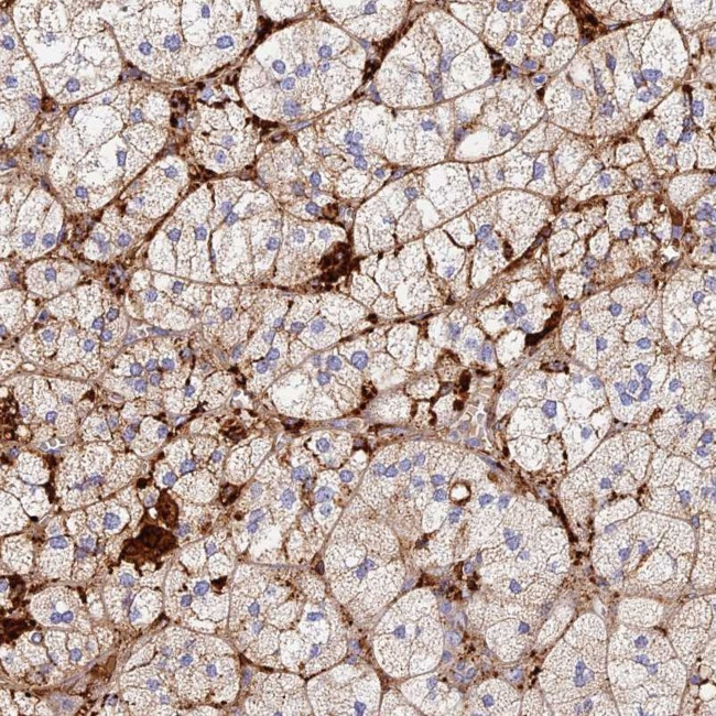 TLX2 Antibody in Immunohistochemistry (Paraffin) (IHC (P))