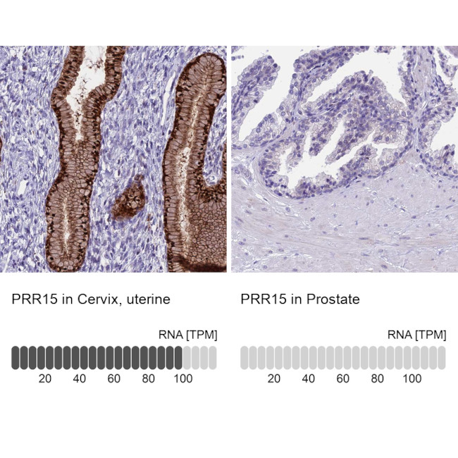 PRR15 Antibody in Immunohistochemistry (IHC)