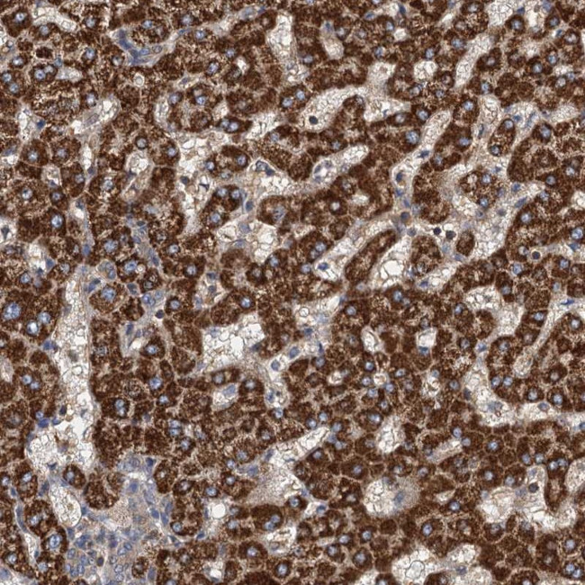 ROGDI Antibody in Immunohistochemistry (Paraffin) (IHC (P))