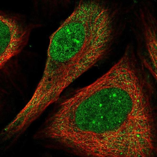 FLYWCH1 Antibody in Immunocytochemistry (ICC/IF)