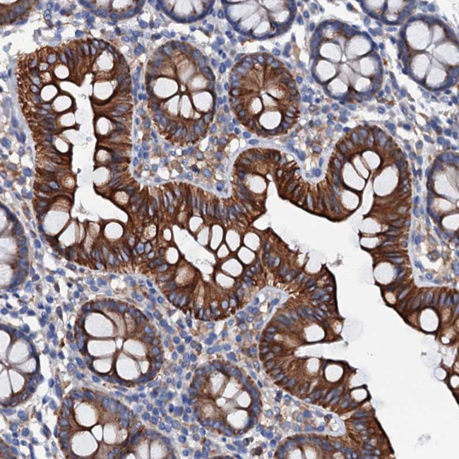 OTOL1 Antibody in Immunohistochemistry (Paraffin) (IHC (P))