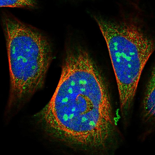 C2orf44 Antibody in Immunocytochemistry (ICC/IF)