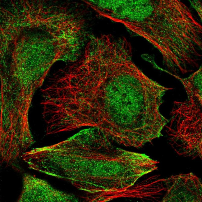 ZC3H4 Antibody in Immunocytochemistry (ICC/IF)