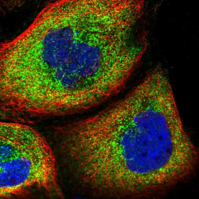WDR34 Antibody in Immunocytochemistry (ICC/IF)