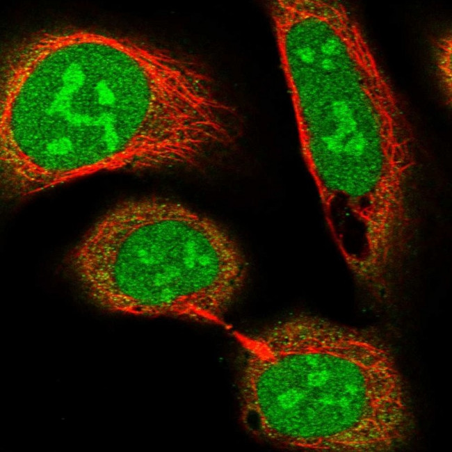 CCDC86 Antibody in Immunocytochemistry (ICC/IF)