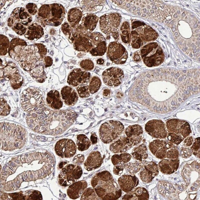 SMCO4 Antibody in Immunohistochemistry (IHC)