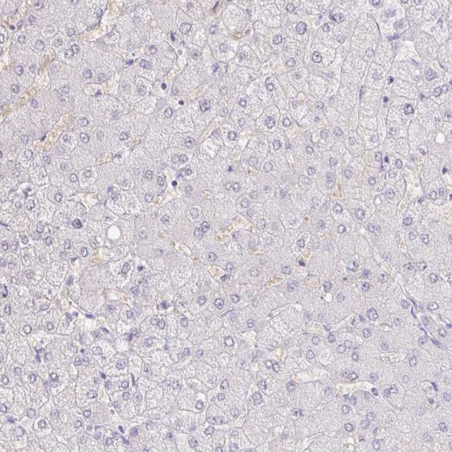 ZG16B Antibody in Immunohistochemistry (Paraffin) (IHC (P))