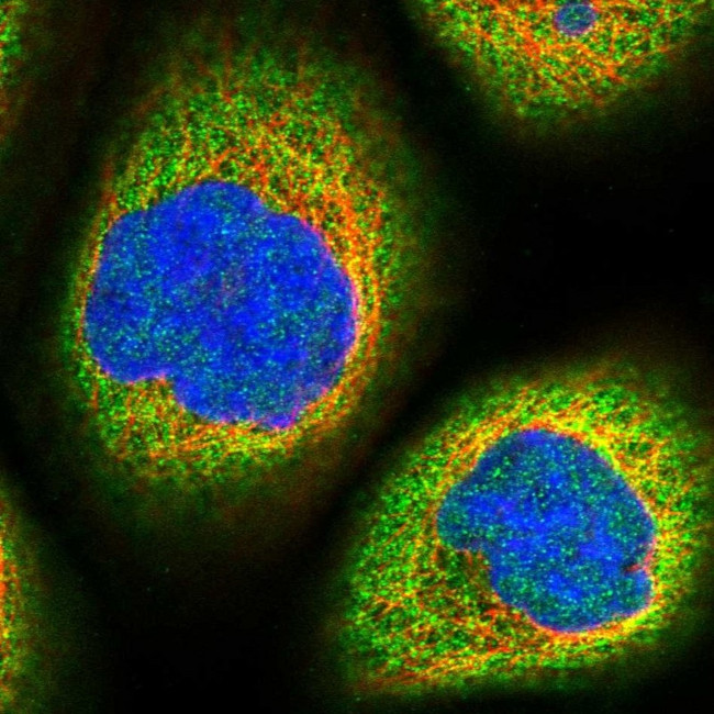 MOSPD3 Antibody in Immunocytochemistry (ICC/IF)