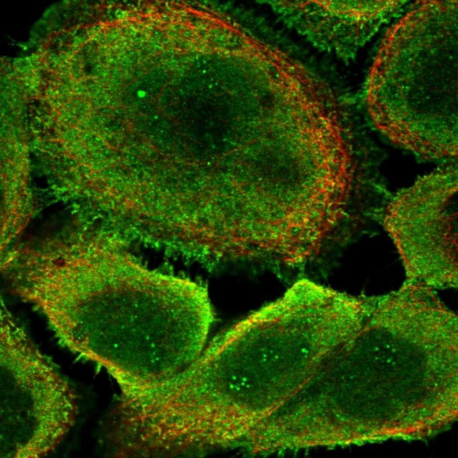 ANKEF1 Antibody in Immunocytochemistry (ICC/IF)