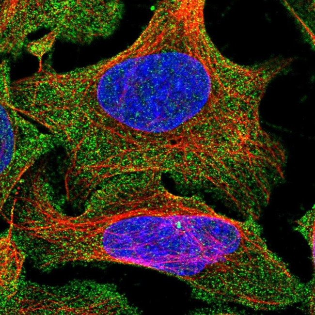 C16orf48 Antibody in Immunocytochemistry (ICC/IF)