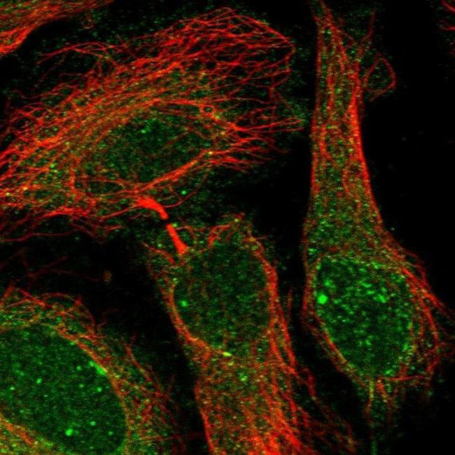 PGRMC2 Antibody in Immunocytochemistry (ICC/IF)