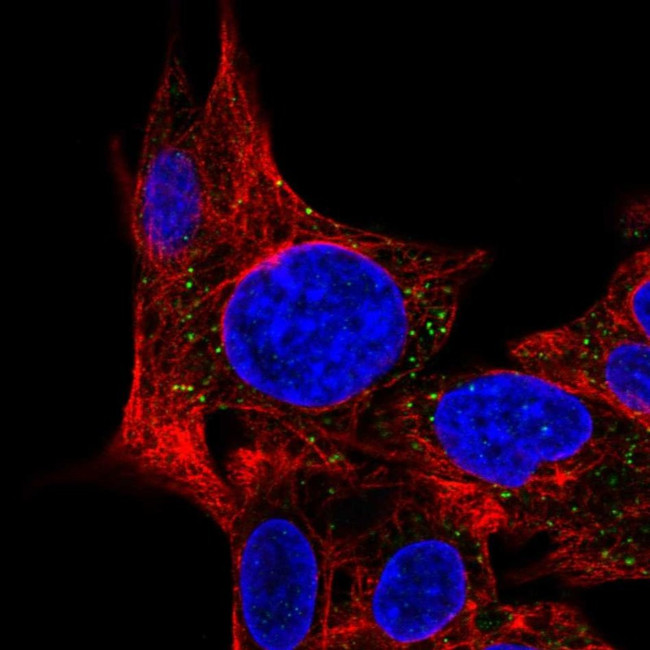 MPV17L Antibody in Immunocytochemistry (ICC/IF)