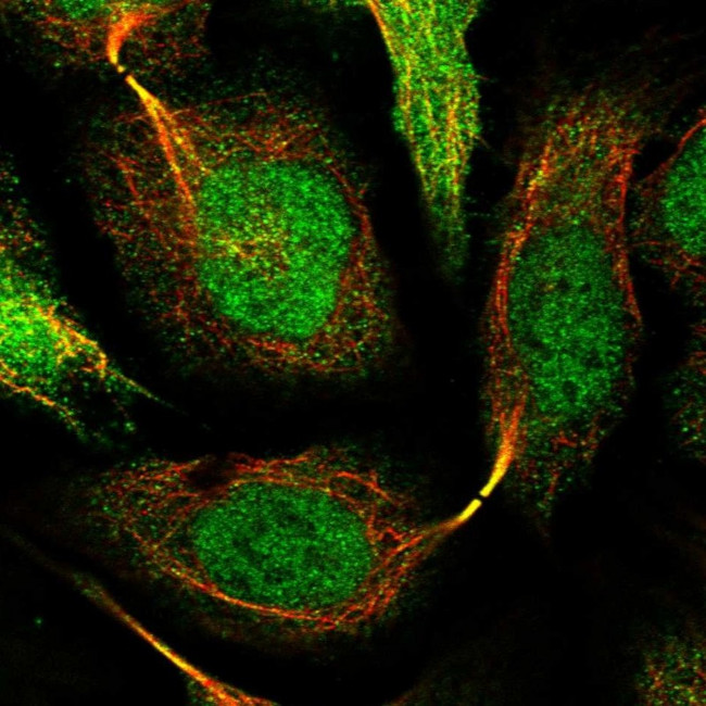 SNRNP25 Antibody in Immunocytochemistry (ICC/IF)