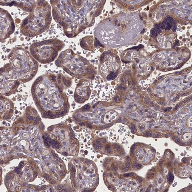 MYCBP Antibody in Immunohistochemistry (Paraffin) (IHC (P))