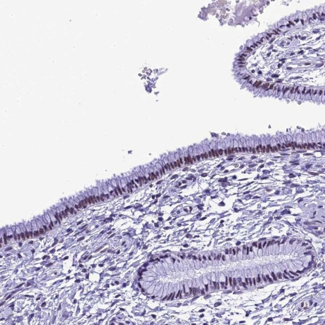 METTL25 Antibody in Immunohistochemistry (IHC)