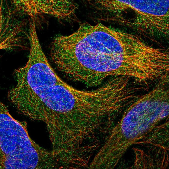 Contactin 5 Antibody in Immunocytochemistry (ICC/IF)