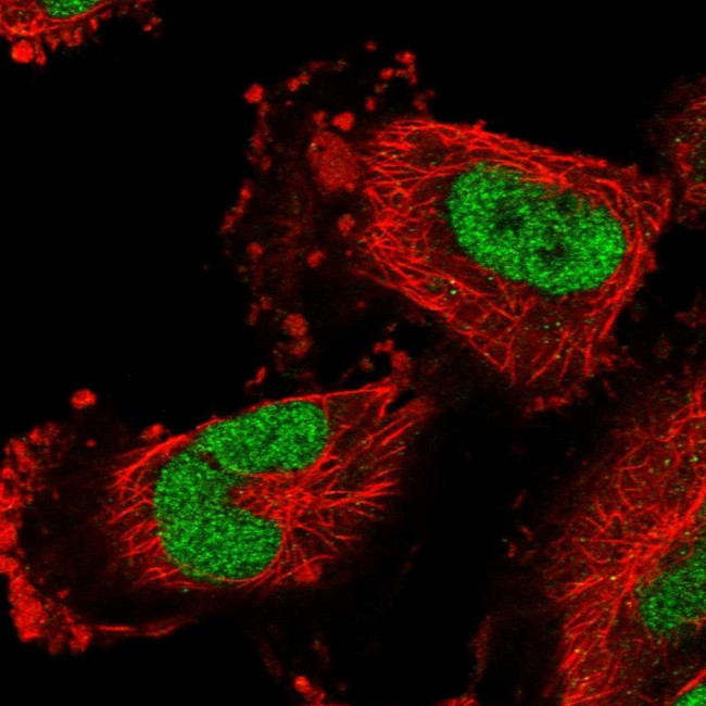 Cerebellin 3 Antibody in Immunocytochemistry (ICC/IF)