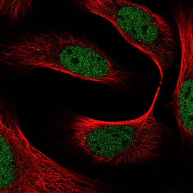 FAM44A Antibody in Immunocytochemistry (ICC/IF)