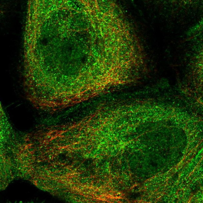 RILPL1 Antibody in Immunocytochemistry (ICC/IF)