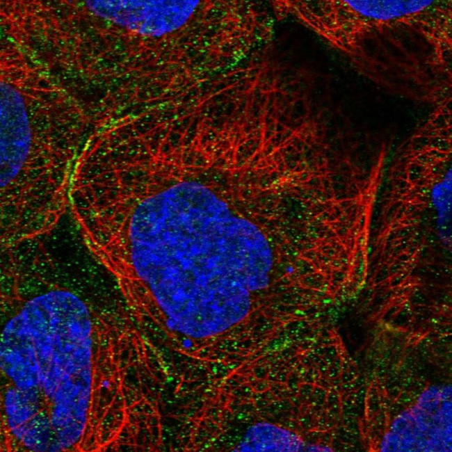 MTHFSD Antibody in Immunocytochemistry (ICC/IF)