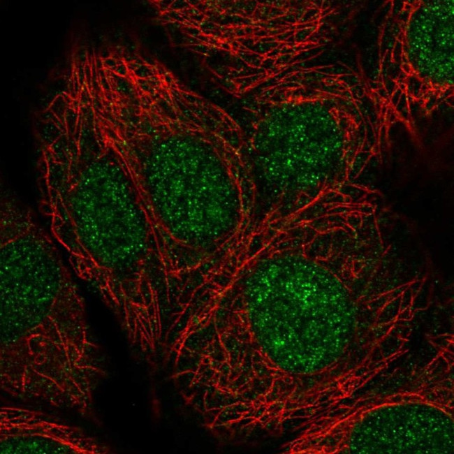 NMRAL1 Antibody in Immunocytochemistry (ICC/IF)
