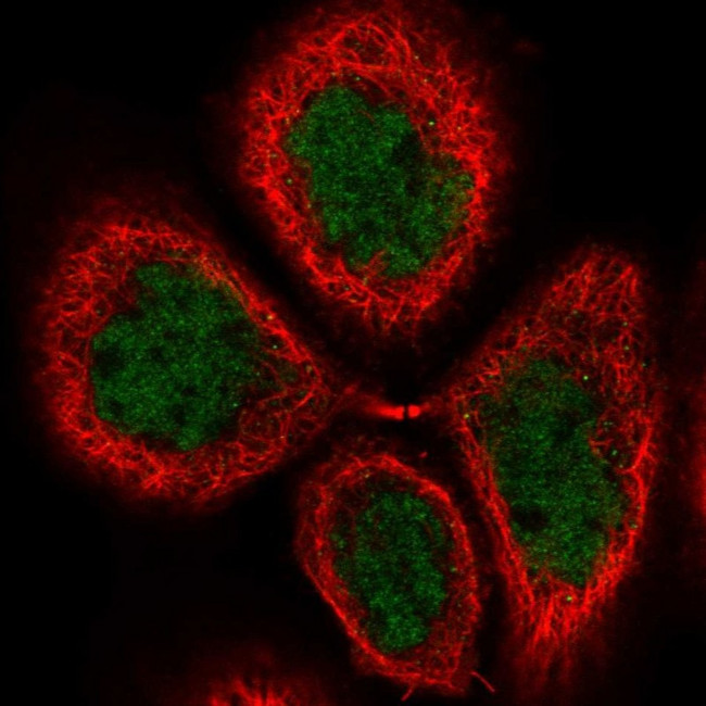 FLYWCH2 Antibody in Immunocytochemistry (ICC/IF)