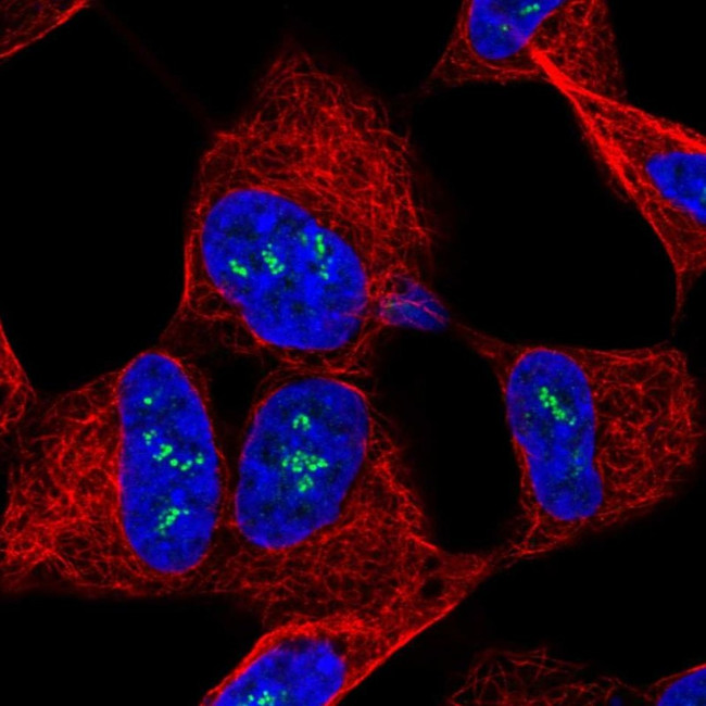 TMOD2 Antibody in Immunocytochemistry (ICC/IF)