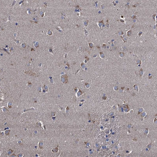 NGRN Antibody in Immunohistochemistry (Paraffin) (IHC (P))