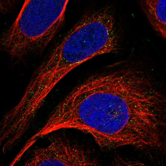 GCSH Antibody in Immunocytochemistry (ICC/IF)