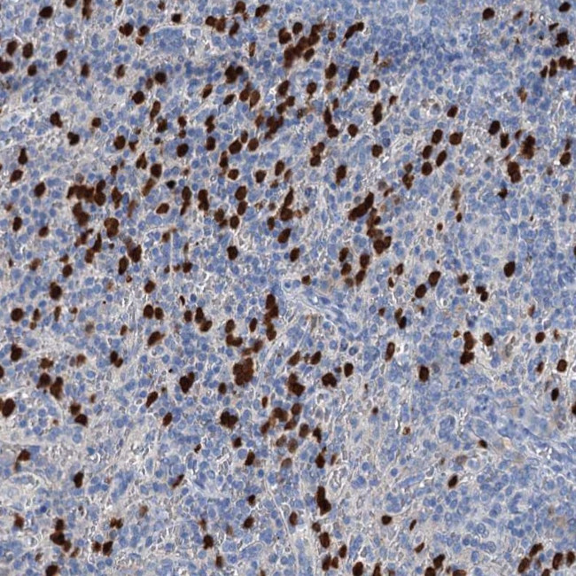 OTOA Antibody in Immunohistochemistry (Paraffin) (IHC (P))