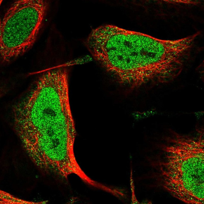 ANKS3 Antibody in Immunocytochemistry (ICC/IF)