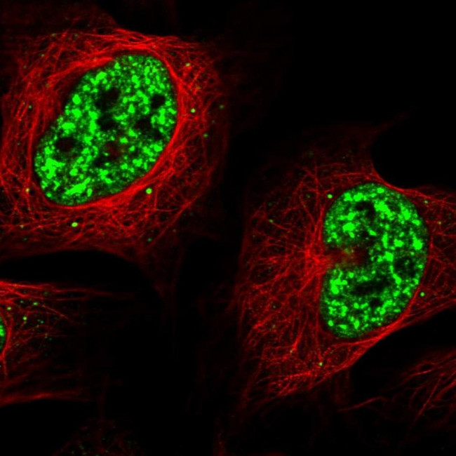 SRRM2 Antibody in Immunocytochemistry (ICC/IF)