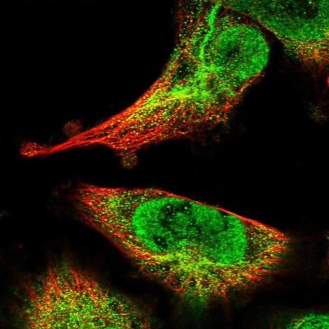 SPIRE2 Antibody in Immunocytochemistry (ICC/IF)