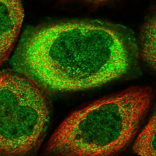 MIER2 Antibody in Immunocytochemistry (ICC/IF)