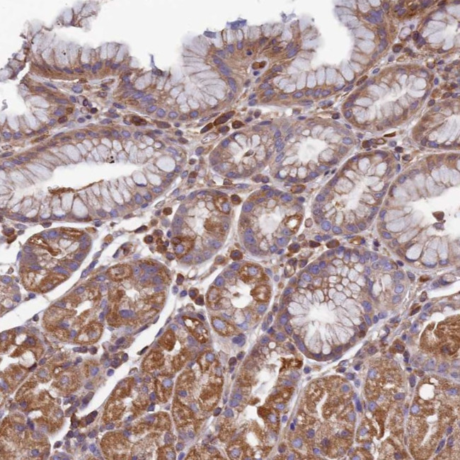 CCDC153 Antibody in Immunohistochemistry (Paraffin) (IHC (P))